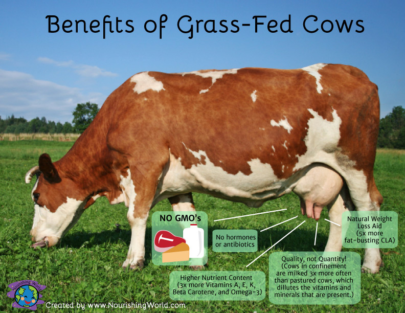 Benefits of Grass Fed Cows
